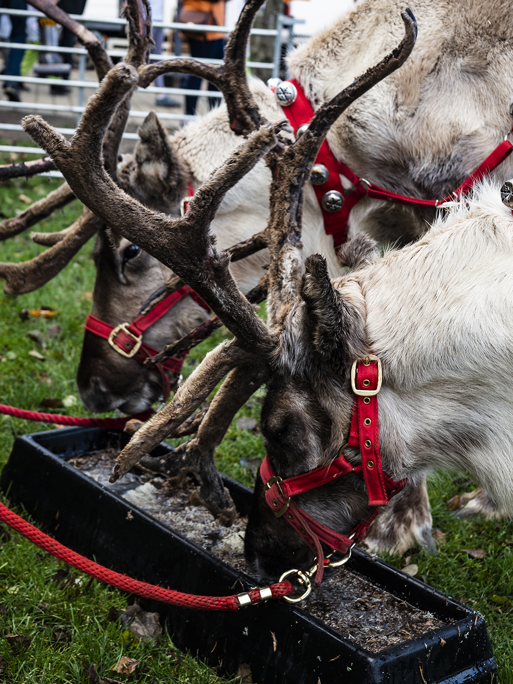 Reindeer